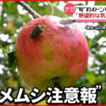 【カメムシ大量発生】収穫最盛期の梨やお米に被害…35都道府県に“注意報”