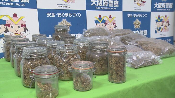 大麻草１９００本以上に末端価格４０００万円超の乾燥大麻も　泉佐野市で大量の大麻草栽培　６人逮捕