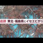 温暖化で伊勢エビも！リンゴも！“産地北上”の実態【Jの追跡】(2022年9月22日)