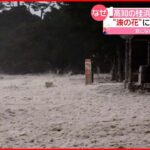 【台風の影響？】波が白い泡になる「波の花」が確認…高知市・桂浜