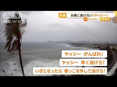 【話題】台風に負けない「ヤッシー」　応援コメ続出(2022年9月23日)