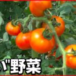 【注目】消費者からの声で“甘さ”追求する農家も 甘いトマト年々売り上げ増