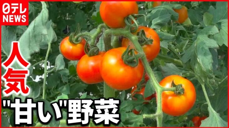 【注目】消費者からの声で“甘さ”追求する農家も 甘いトマト年々売り上げ増
