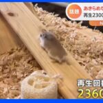 「逆すべり台」登りたくても滑っちゃうハムスターに国内外が悶絶！｜TBS NEWS DIG