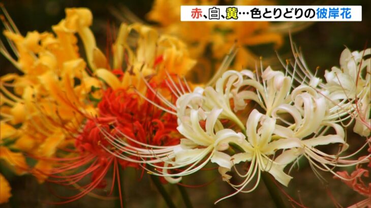 赤だけじゃない！黄や白…色とりどりの「彼岸花」　兵庫・加古川市の円照寺で見ごろ（2022年9月24日）