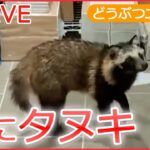 【動物ライブ】ネコが１万円札を取っちゃった / タヌキ 新宿駅の改札入り書店に / カメにも好き嫌い/ レッサーパンダの風太君/ 家族も初めて見た笑撃の猫の寝姿 など （日テレNEWS LIVE）
