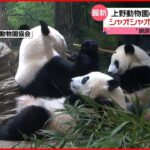 【双子パンダ】シャオシャオもついに竹食べる