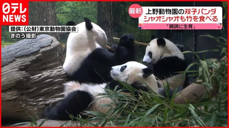 【双子パンダ】シャオシャオもついに竹食べる