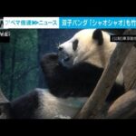 上野動物園の双子パンダ、シャオシャオも竹の葉を食べ始める　最新映像公開(2022年9月27日)