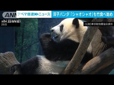 上野動物園の双子パンダ、シャオシャオも竹の葉を食べ始める　最新映像公開(2022年9月27日)