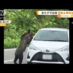 クマが車に…突進＆体当たり「窓は開けず通過して」(2022年9月29日)