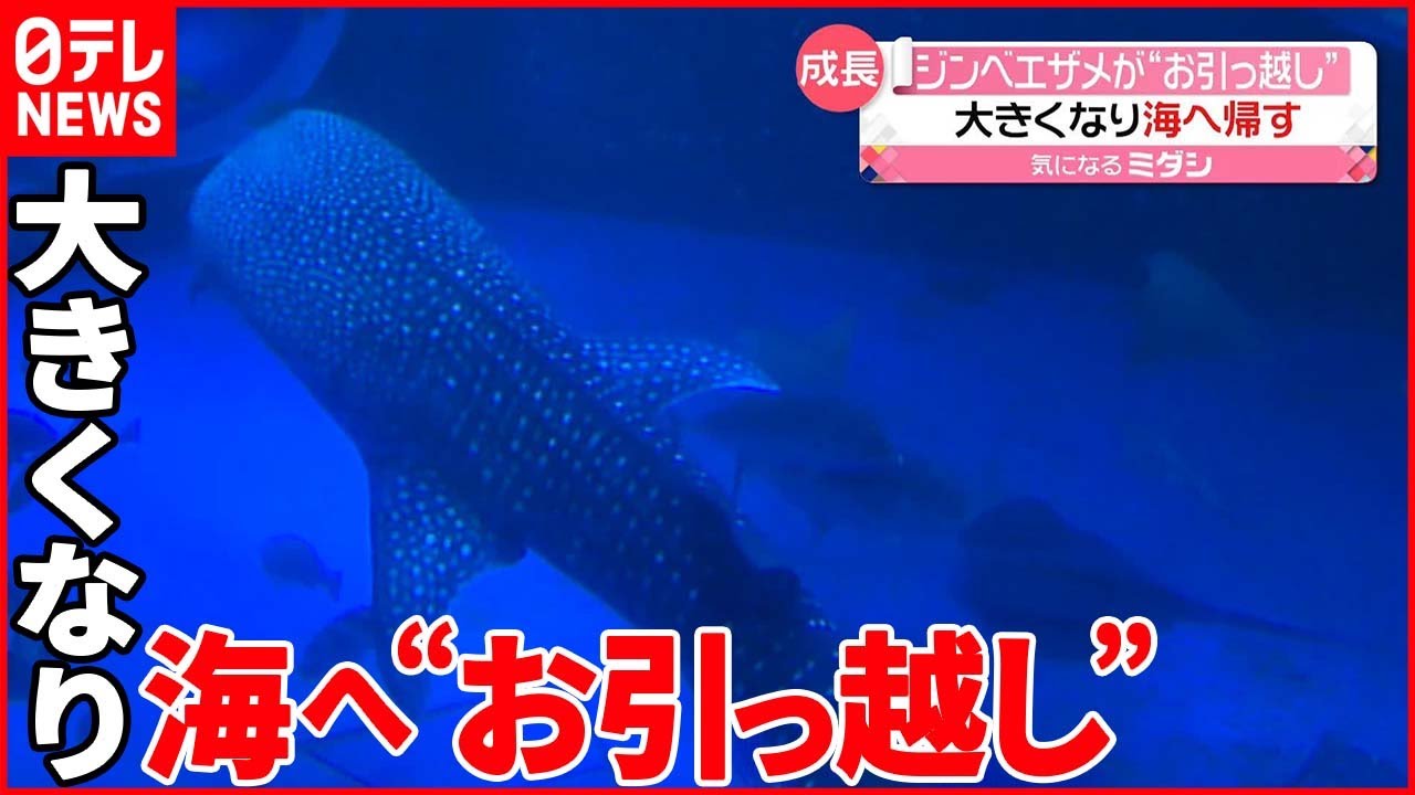【ジンベエザメ】3年前から飼育 大きくなり海へ帰す
