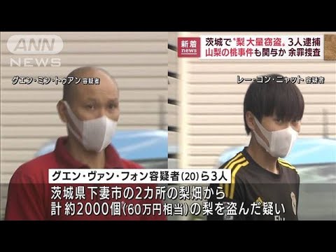 茨城で梨大量窃盗か 3人逮捕　山梨の桃事件も関与か(2022年9月1日)