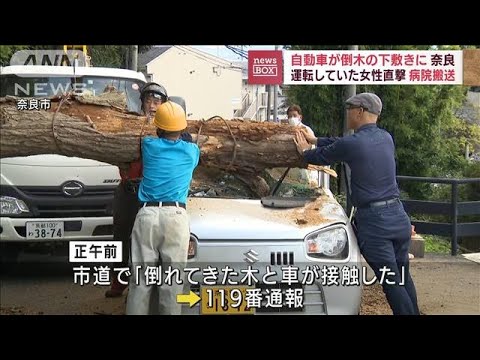 倒木が車直撃　全身にガラス片浴びて…30代女性搬送(2022年9月12日)