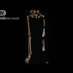 約3万年前の人骨から足の切断手術に成功した痕(2022年9月8日)