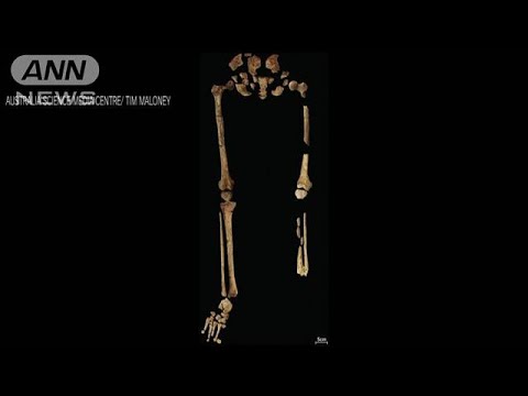 約3万年前の人骨から足の切断手術に成功した痕(2022年9月8日)