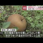 収穫目前で…　新潟でナシ500個盗まれる(2022年9月13日)