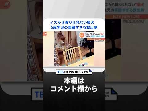 イスから降りられない柴犬　6歳男児の素敵すぎる救出劇｜TBS NEWS DIG #shorts