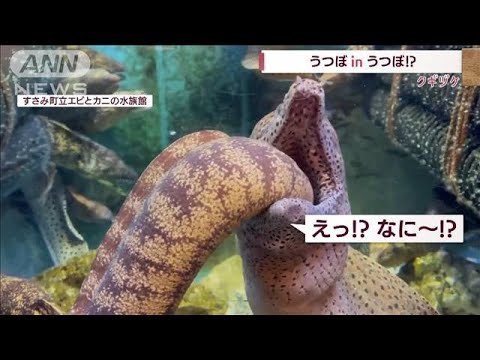 「超特大胃カメラみたい」うつぼ in うつぼ!?(2022年9月21日)