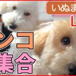 【ワンコLIVE】散歩嫌いなチワワ/ チャウチャウ 机の下から出られない/トイプードル兄妹が突然のお留守番で大運動会/ 我が家にワンちゃんがやってきた　　など（日テレNEWSLIVE）