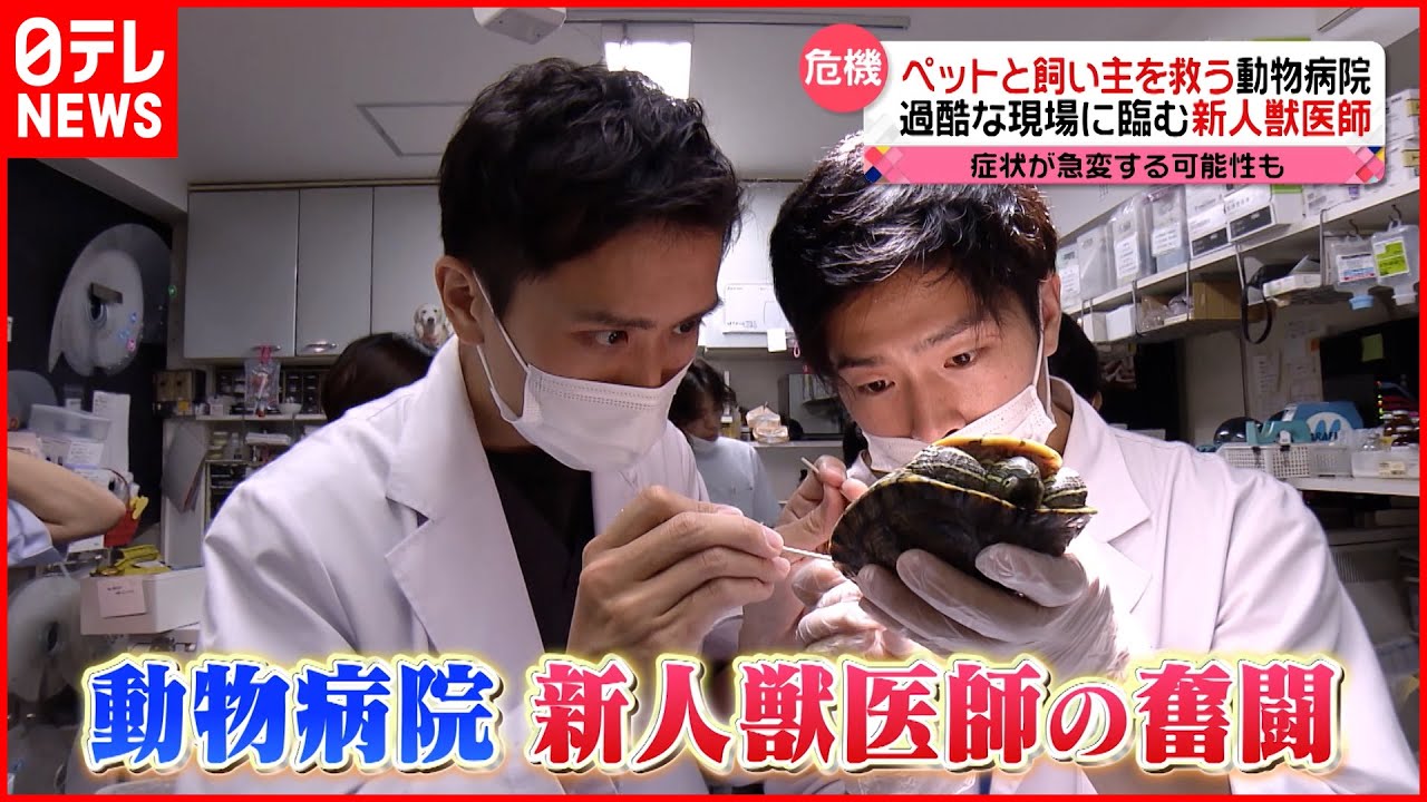 【密着】命どう守る!? 新人獣医師の奮闘『news every.』16時特集
