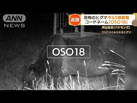 【独自】巨大“忍者グマ”の「OSO18」　恐るべき実態…出没増加も「銃弾手に入らず」(2022年9月2日)