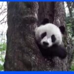 パンダが森でかくれんぼ&“自撮り”に挑戦?｜TBS NEWS DIG