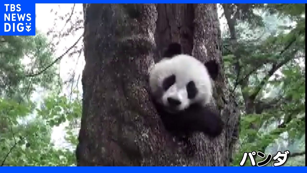 パンダが森でかくれんぼ&“自撮り”に挑戦?｜TBS&nbsp;NEWS&nbsp;DIG