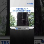 パンダが森でかくれんぼ&“自撮り”に挑戦?｜TBS NEWS DIG #shorts