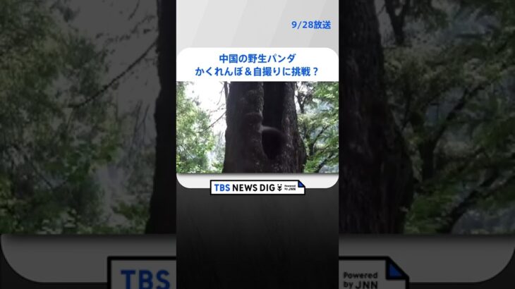 パンダが森でかくれんぼ&“自撮り”に挑戦?｜TBS NEWS DIG #shorts