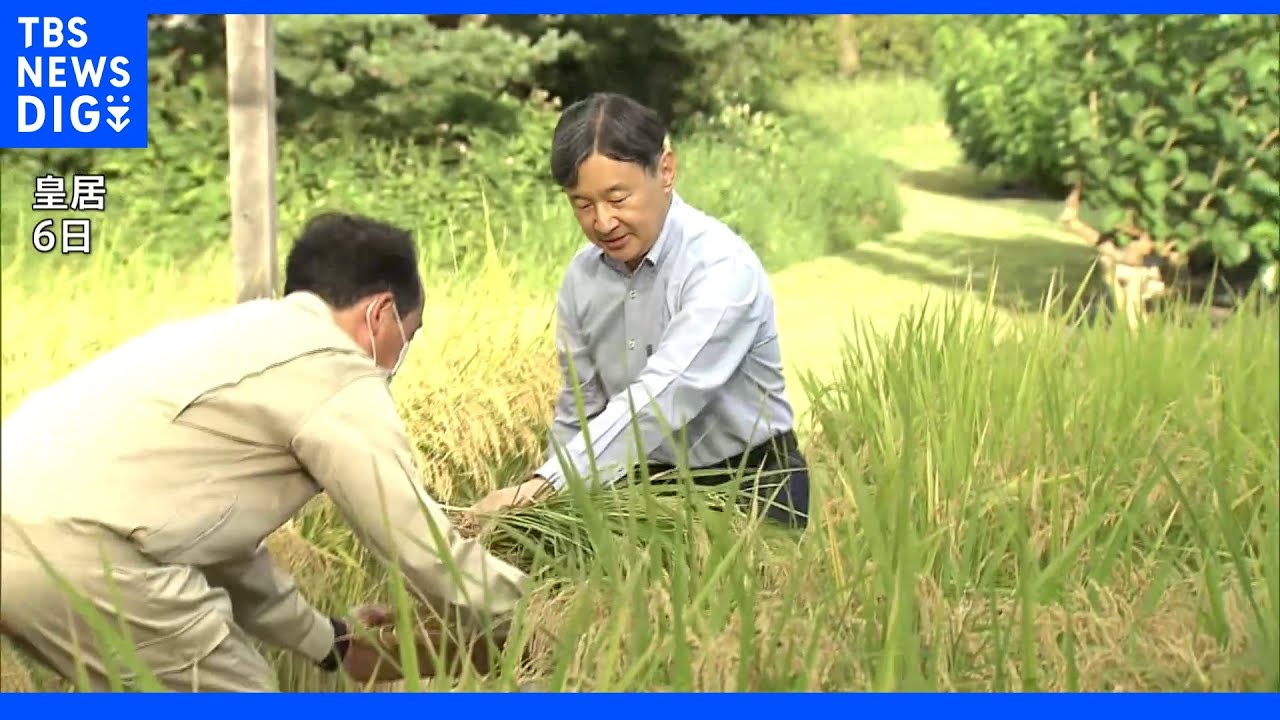 天皇陛下が皇居で稲刈り|TBS NEWS DIG