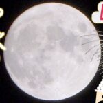 【お月見ライブ】中秋の名月×満月 “1年で最も美しい”レアな景色を一緒に見よう！／9月10日(土)18時～　#TBS映像取材 | TBS NEWS DIG