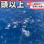 【海保が撮影】三重県沖に100頭超える“イルカの大群”