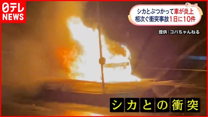 【事故】シカとぶつかった車が炎上 1日に10件も…“衝突”相次ぐ 北海道