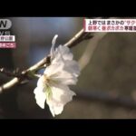 【異変】上野でソメイヨシノが開花　寒暖差12度以上に　体調管理に注意(2022年10月21日)