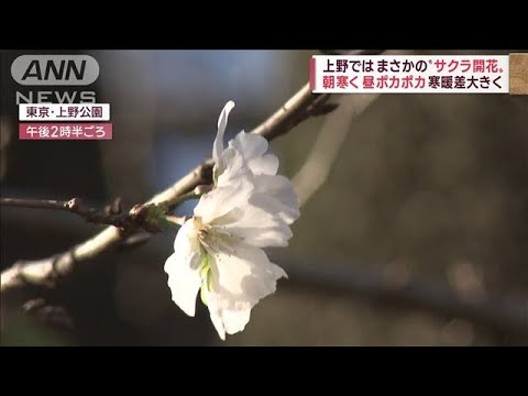 【異変】上野でソメイヨシノが開花　寒暖差12度以上に　体調管理に注意(2022年10月21日)