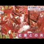 【気温↓急降下】「12月中旬並み」東京11℃台　色づき始めた紅葉も“雪化粧”(2022年10月6日)