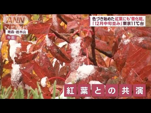 【気温↓急降下】「12月中旬並み」東京11℃台　色づき始めた紅葉も“雪化粧”(2022年10月6日)