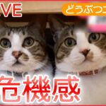 【動物ライブ】ネコ2匹が「やばい」連発/ コヨーテから逃げるネコ…”反撃”なるか/ 倒れた黒い犬　運転手が近づくと/ 謙虚なツキノワグマ？ ―動物ニュースまとめ（日テレNEWSLIVE）