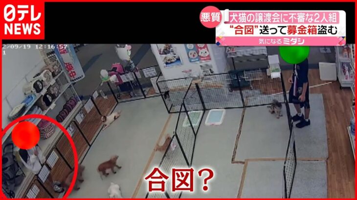 【悪質】不審な2人組が「募金箱」盗む 犬猫の譲渡会