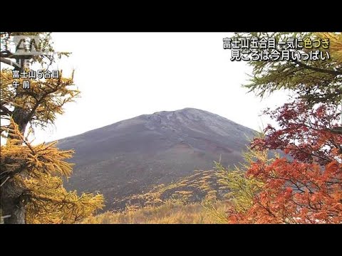 富士山五合目で紅葉見ごろ“旅行支援”観光客2倍に(2022年10月22日)