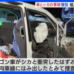 シカと車が衝突　2人が死亡する事故　北海道でシカがからむ交通事故が過去最多で、道警が注意呼びかけ｜TBS NEWS DIG