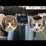 「やっば～い！」空耳？病院向かう車の中で2匹が…(2022年10月5日)