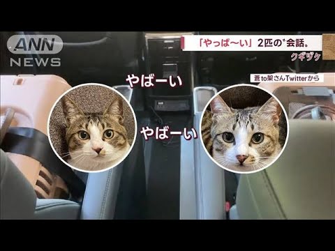 「やっば～い！」空耳？病院向かう車の中で2匹が…(2022年10月5日)