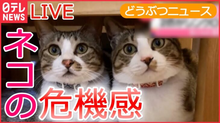 【動物ライブ】ネコ2匹が「やばい」連発/ コヨーテから逃げるネコ…”反撃”なるか/ 倒れた黒い犬　運転手が近づくと/ 謙虚なツキノワグマ？ ―動物ニュースまとめ（日テレNEWSLIVE）