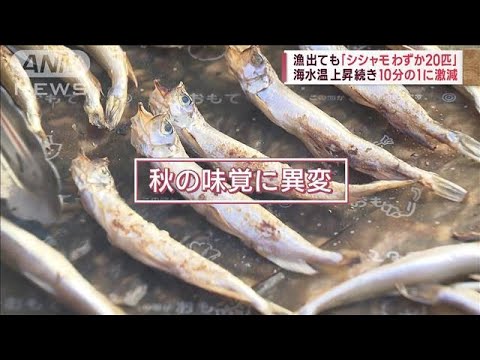 【異変】秋の味覚が…シシャモわずか20匹　海水温上昇が影響か(2022年10月7日)