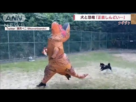 カニには“ビビる”柴犬　恐竜を追い回すワケ(2022年10月11日)