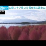 赤く色づく“コキア”が見ごろ　山梨・河口湖(2022年10月30日)