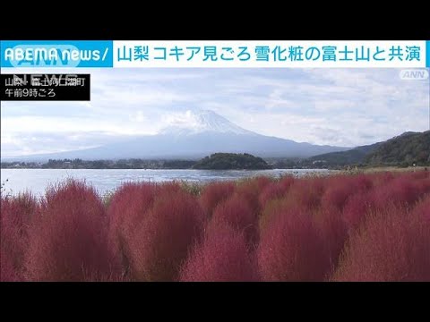 赤く色づく“コキア”が見ごろ　山梨・河口湖(2022年10月30日)