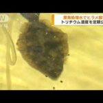福島第一原発　処理水で飼育のヒラメ公開(2022年10月18日)